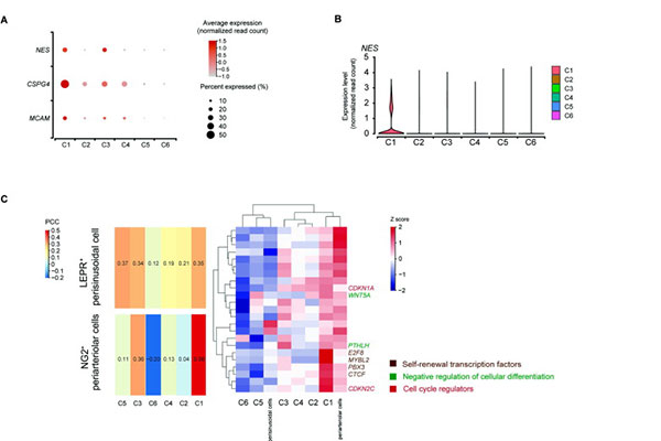 Single-Cell Transcriptomic Analysis