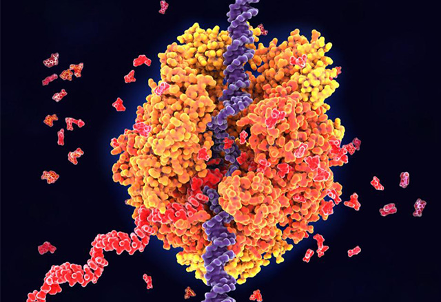 Single-Cell Transcriptome Sequencing