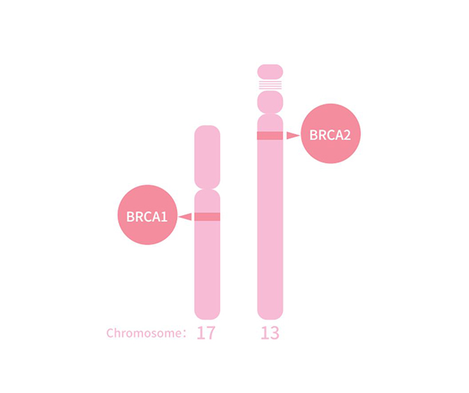 Genetic Testing for Hereditary Breast/Ovarian Cancer(BRCA1/2)