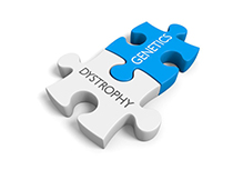 DMD (Duchenne muscular dystrophy)/ BMD (Baker muscular dystrophy) Genetic Detection