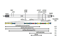 Y Chromosome Microdeletion Gene Detection