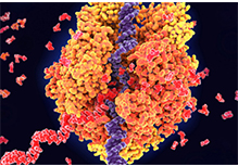 mRNA Sequencing