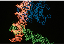 lncRNA Sequencing